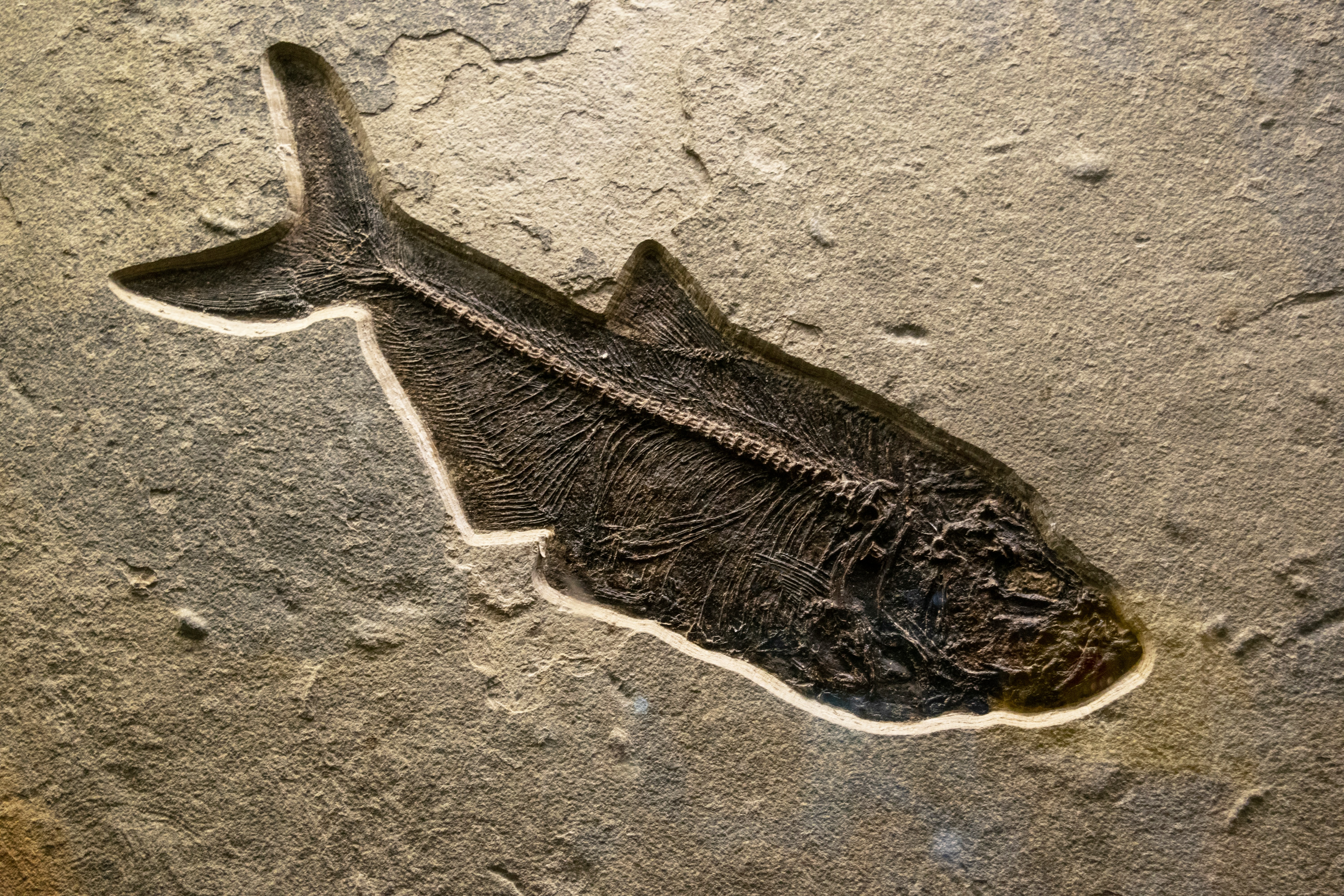 Fossil