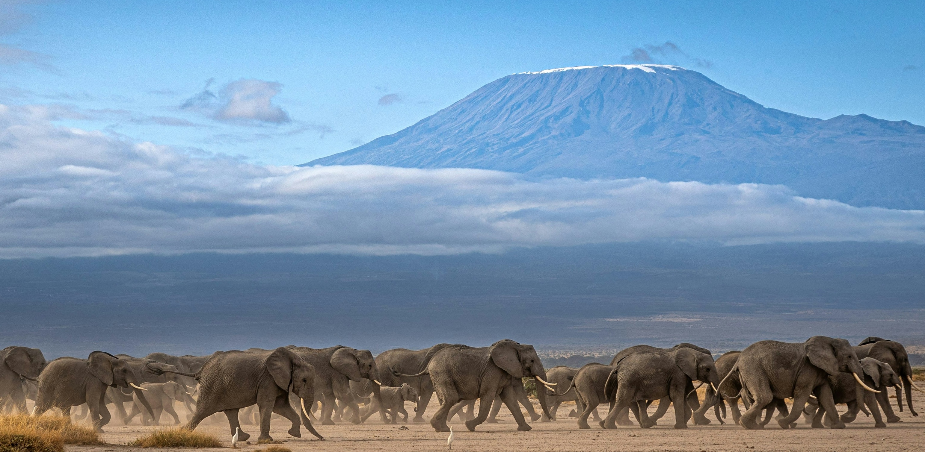 Kilimanjaro